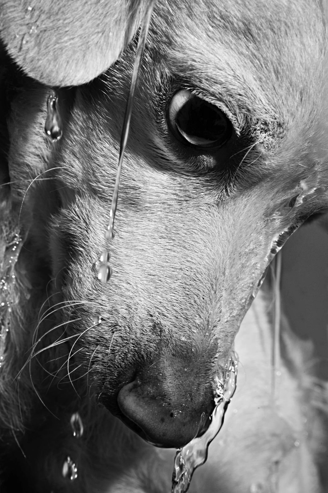 PILOTO le chien de SALENGRO eau secours arnaud baumann